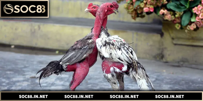 Đá Gà Đòn – Hình Thức Đấu Gà Truyền Thống Việt Nam