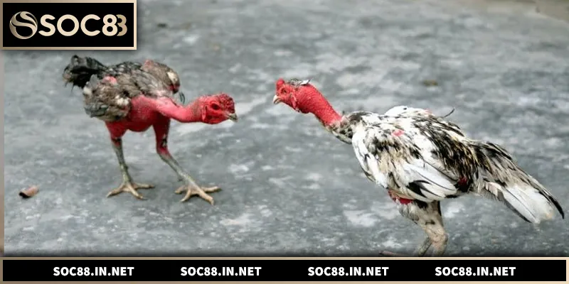 Đá gà đòn truyền thống, phân tích luật chơi và kinh nghiệm thực chiến