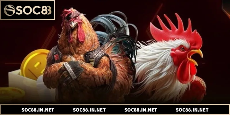 Đá Gà SOC88 – Thông Tin Trận Đấu Và Cách Theo Dõi