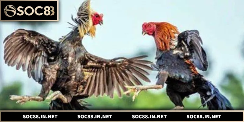 Đá Gà Thomo – Tổng Quan Trường Gà Và Cách Theo Dõi Chuẩn