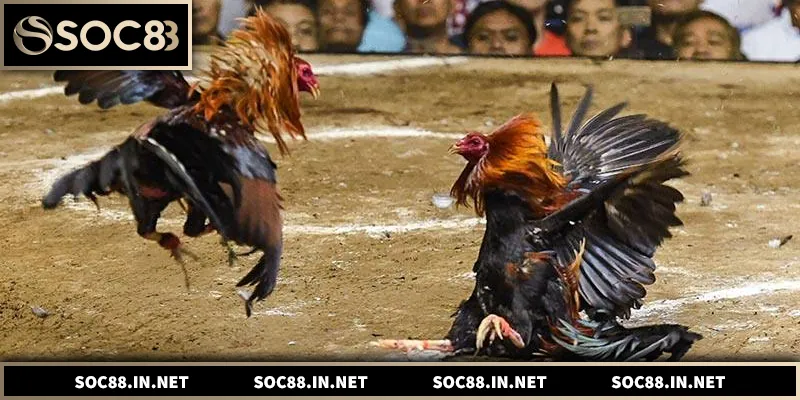 Đá gà Thomo trực tuyến minh bạch, kịch tính cho người chơi Việt