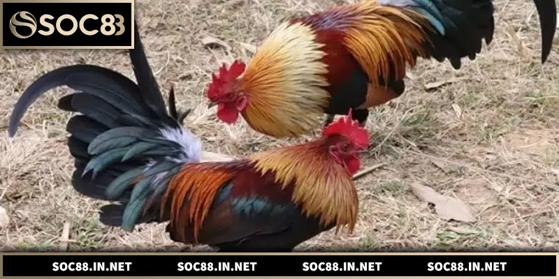 Đá gà tre kịch tính, hướng dẫn soi kèo hiệu quả cho người chơi