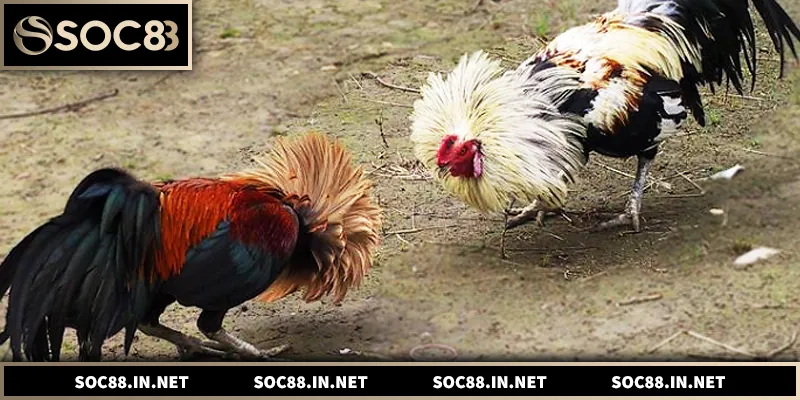 Đá Gà Tre – Luật Chơi, Kinh Nghiệm Và Cách Soi Kèo Chuẩn