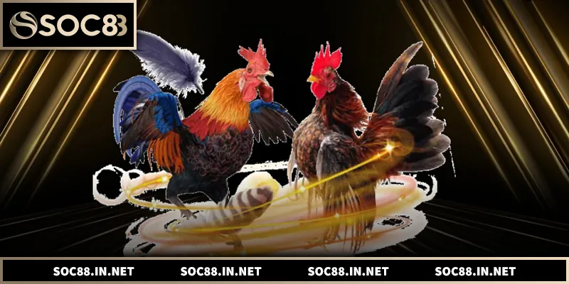 Tổng hợp thông tin đá gà trực tuyến và cách theo dõi tại SOC88